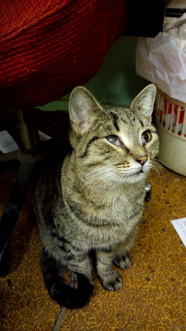 Кошечка с завода