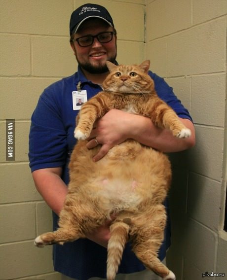 Просто кот 18 кг. Ничего особенного. | Пикабу