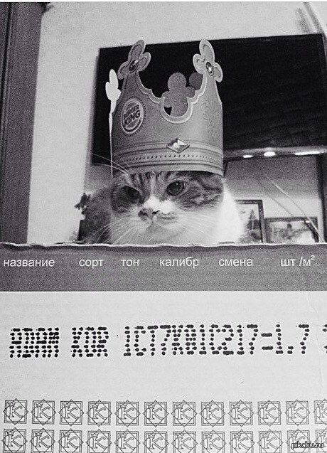 ���� ����