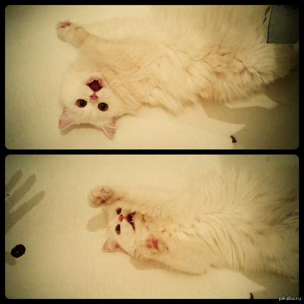 Бой с тенью