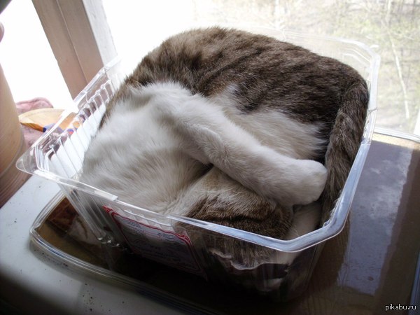 Кот в квадрате