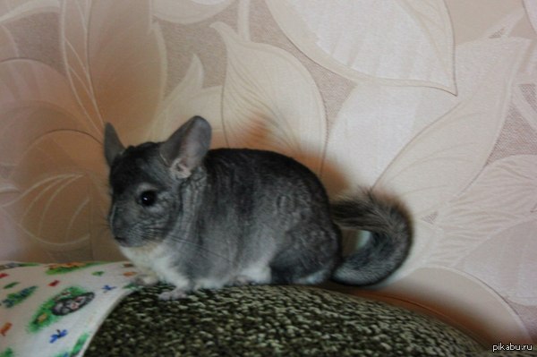 ��� ��� ����, �������������� ����