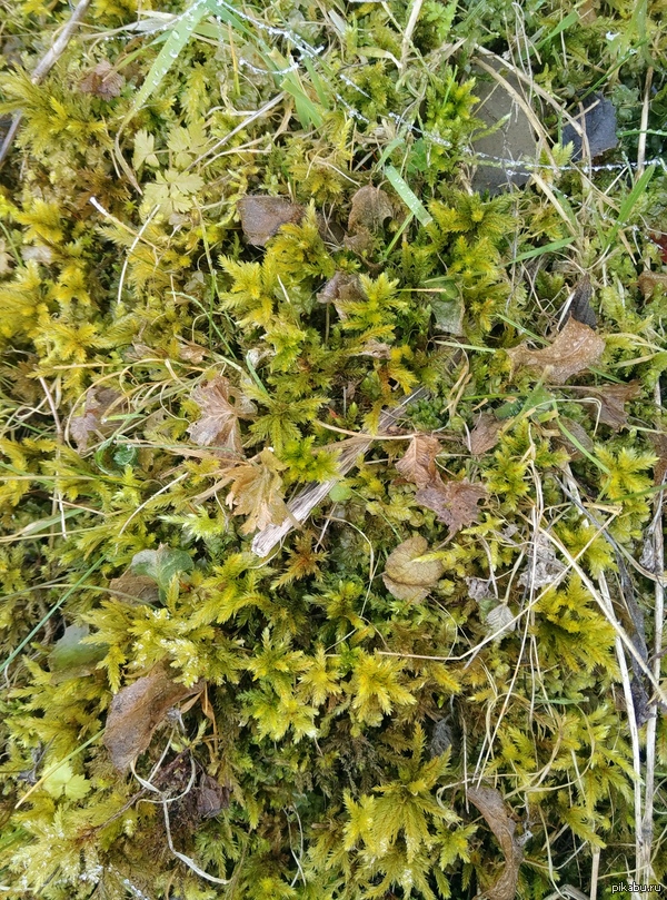 ������ ���������� ��� ����, ����� ���������