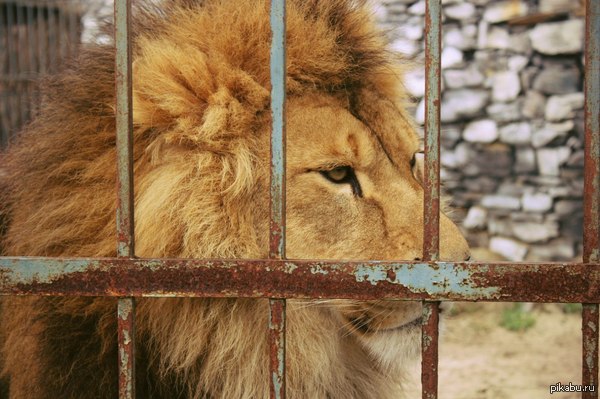 First post. - My, a lion, Zoo, Photo