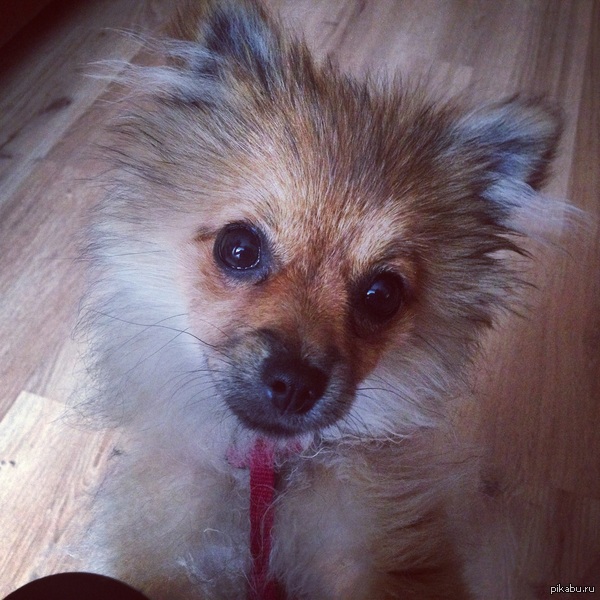 Новый питомец)