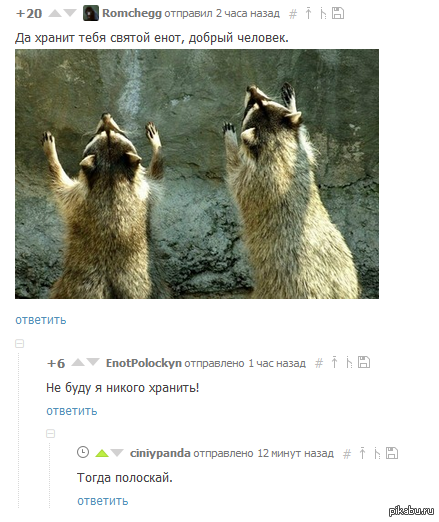 Святой енот | Пикабу