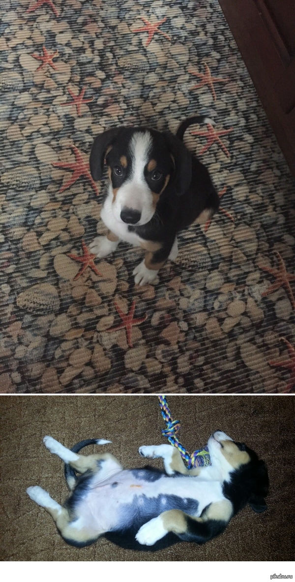 Зенненхунд