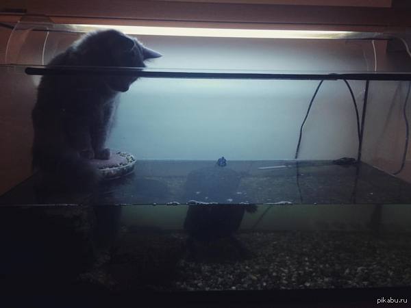 ����� ����...