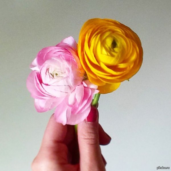  (ranunculus)