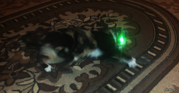 Исход кошка и мышь