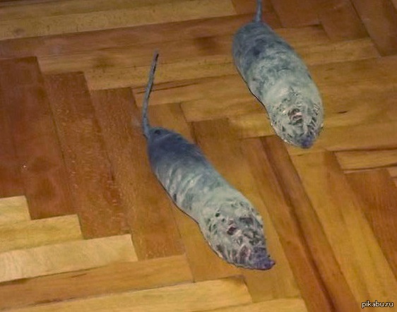 "Увидел у бабушки на полу непонятных существ..."