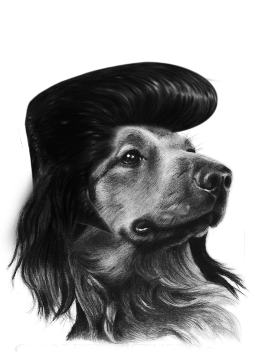 Однажды меня попросили сделать лого для собачей парикмахерской.