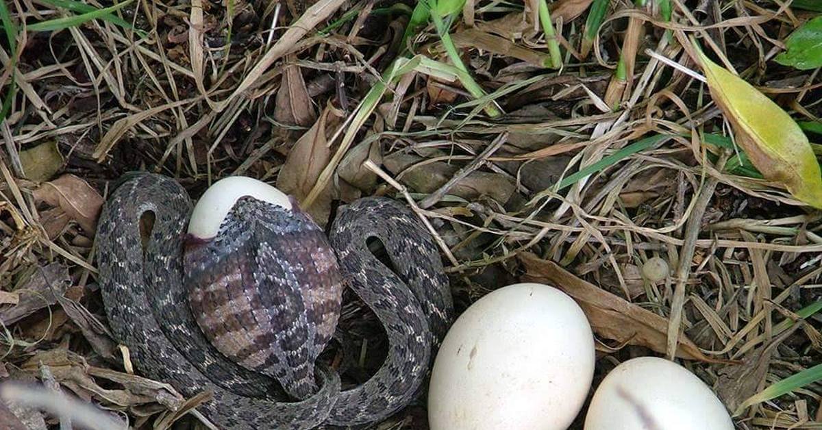 Как выглядят яйца змеи гадюки фото