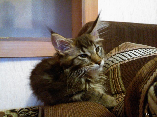 ��� ��������� ������