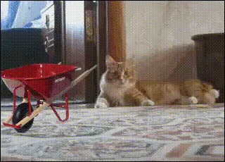 ,  !