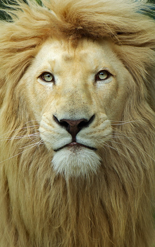 Portrait of the King - a lion, Portrait, Animals