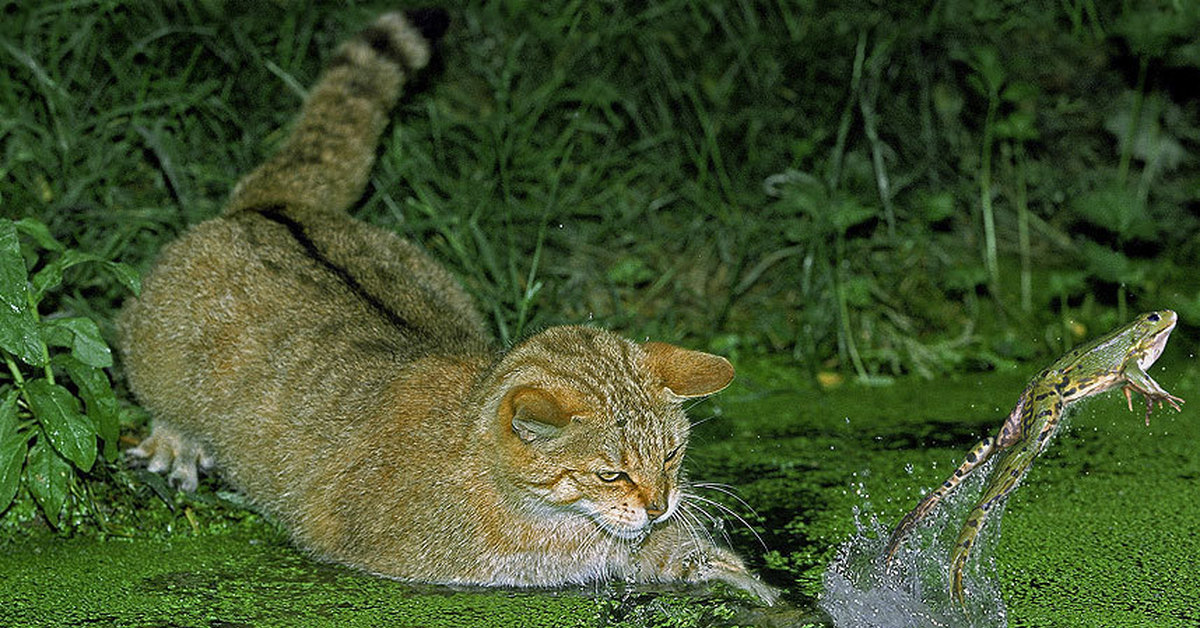 Котики лягушки