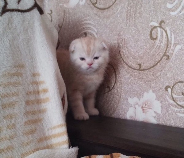 Лицо для понедельника.