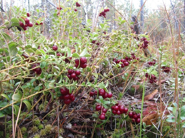 Двух недельный побег от семьи, на рыбалку в ХМАО. Рыбалка на севере, ХМАО, Парирода, Туризм, Поход, Длиннопост