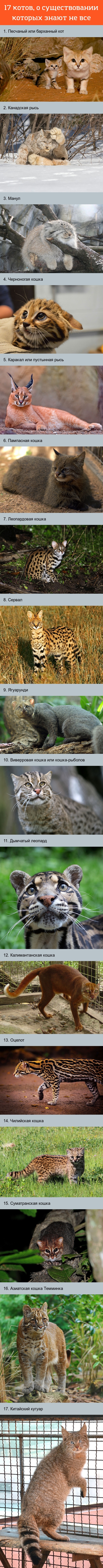 Ещё больше редких котов=) - Длиннопост, Кот, Фото, Картинки