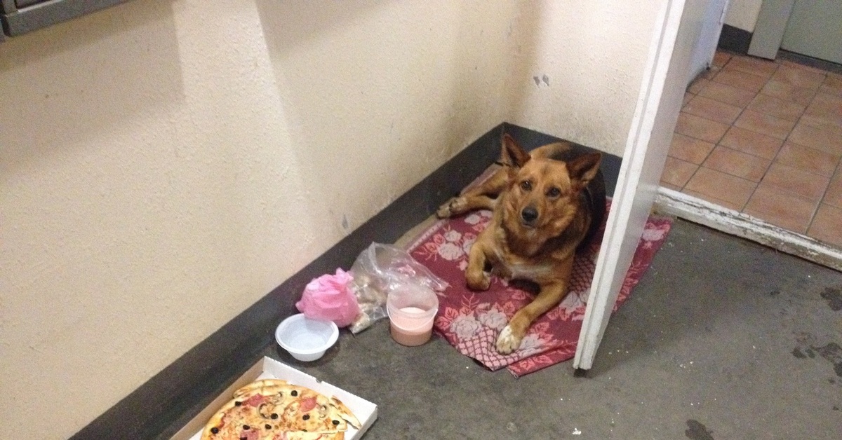 толпа собак в квартире. бродячие собаки в подъезде. 100 собак в квартире. собака живёт в подъезде. собаки живут в подъезде.