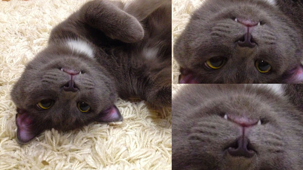 ���� �������� ������, ������� � ��� ����� )