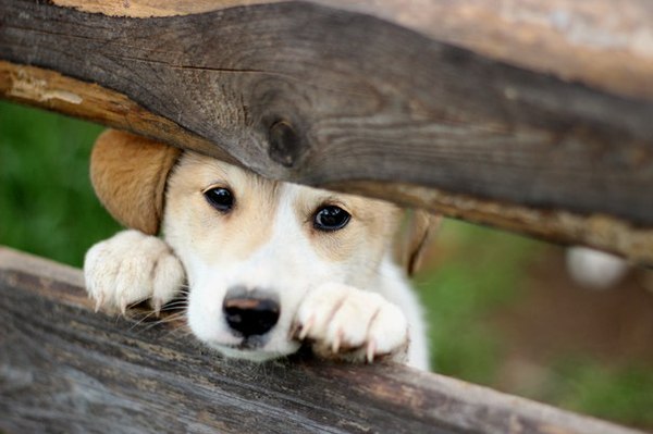 Грустный щенок