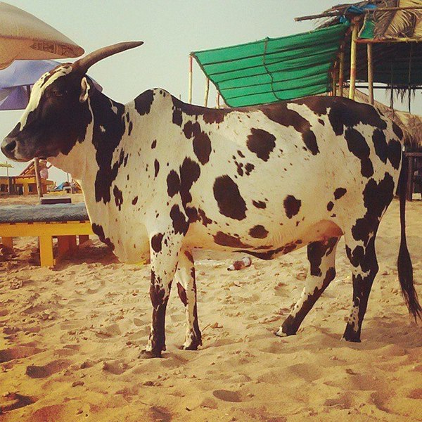 Очень фотогеничная Буренка.