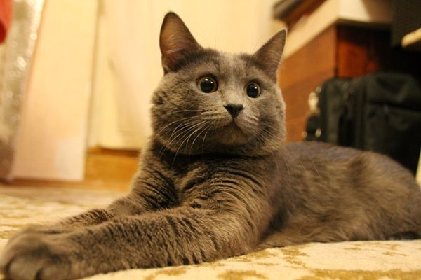 ���� ������..