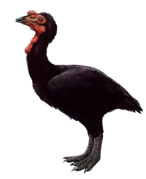 Patagopteryx  , Patagopteryx, , , Saurischia, 
