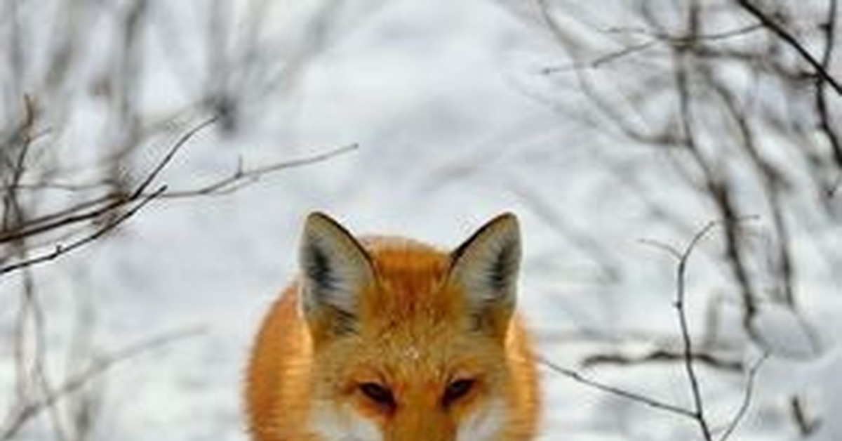 Fox in winter | Пикабу