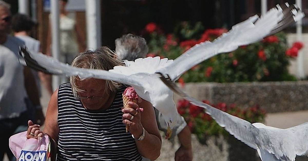 Гусь нападает. Орел нападает на человека. Нападение хищной птицы. Птица нападает на фотографа. Страх птиц.