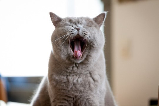 Well, yawn! - cat, Yawn, Longpost