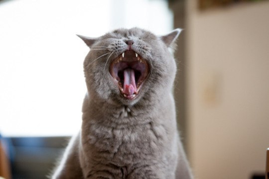 Well, yawn! - cat, Yawn, Longpost