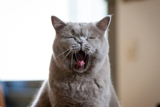 Well, yawn! - cat, Yawn, Longpost