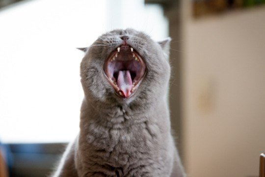 Well, yawn! - cat, Yawn, Longpost