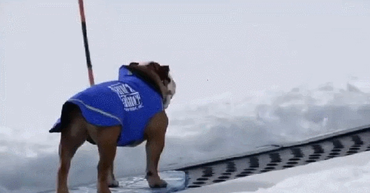 The dog feels like a master in this ski resort - Skis, Dog, Snow, GIF