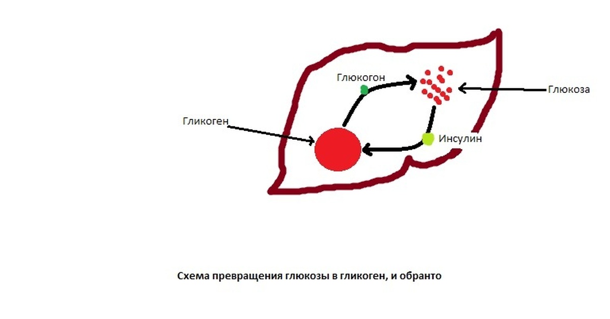 Какой буквой на рисунке обозначен орган в котором происходит превращение глюкозы в гликоген