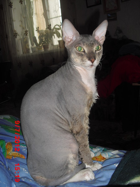 Брал котёнком чистокровную,но что то пошло не так..