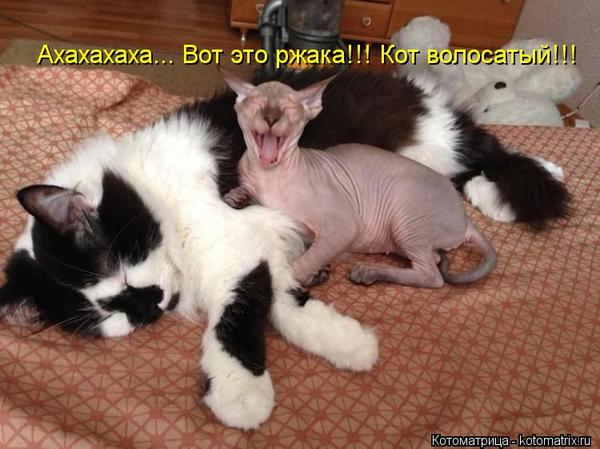 Here is a roar - Humor, cat, Sphinx, Laugh