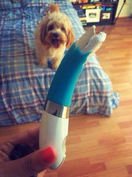 How so?! - NSFW, Dog, Vibrator