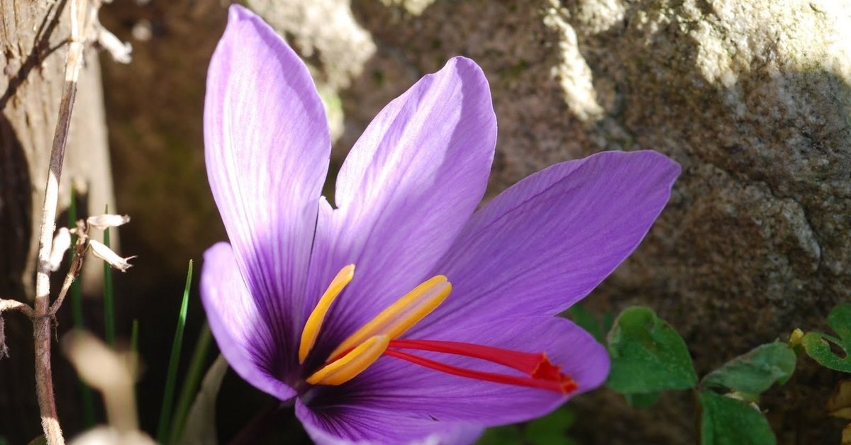 Шафран фото. Шафран посевной (Crocus sativus). Крокус Шафран посевной. Крокус Шафран цветок. Крокус sativus, или Шафран.