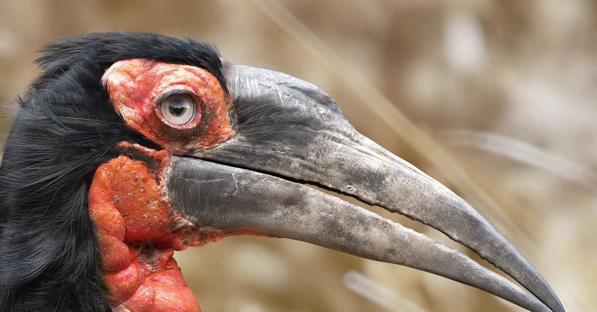 Малайский калао. Из рода птиц носорогов сканворд. Серощёкий калао. Птица-носорог калао. Птица-носорог калао.