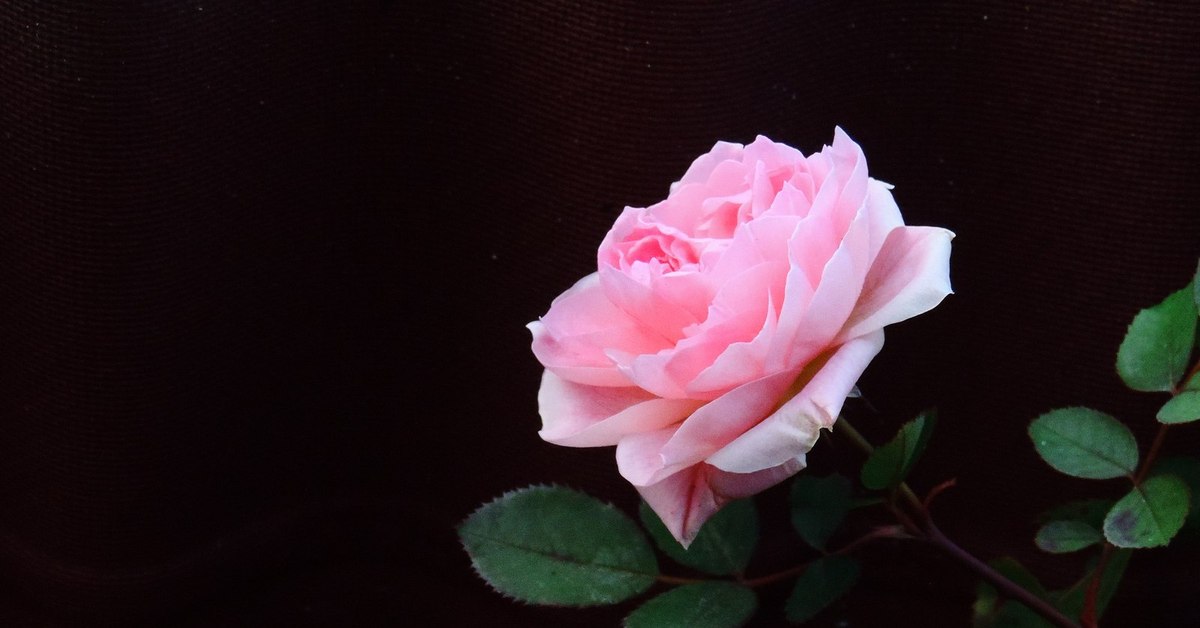 Ответ на красивое видео. Как красиво сфотографировать один цветок. Как красиво сфоткать одну розу. Цветочек должен быть один. Как сфоткать цветы тебе если их сейчас уже нет на этом свете.