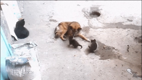 Кошка с котятами встретила своего старого друга. ) Кот, Собака, Дружба, Встреча, Гифка, Видео