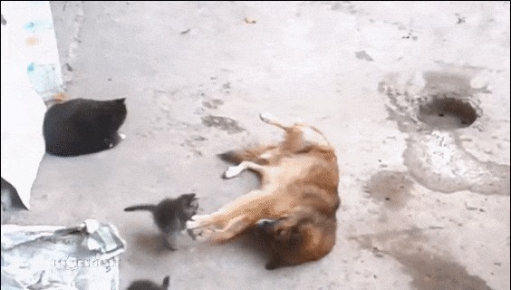 Кошка с котятами встретила своего старого друга. ) Кот, Собака, Дружба, Встреча, Гифка, Видео