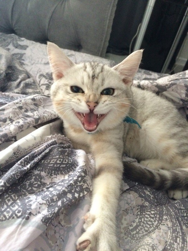 Оккупант диванов )