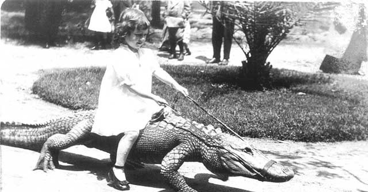 Эшли лоуренс. Крокодиловая ферма паттайя. Девушка верхом на крокодиле. Крокодиловая ферма паттайя. Красивые девушки с дикими животными.