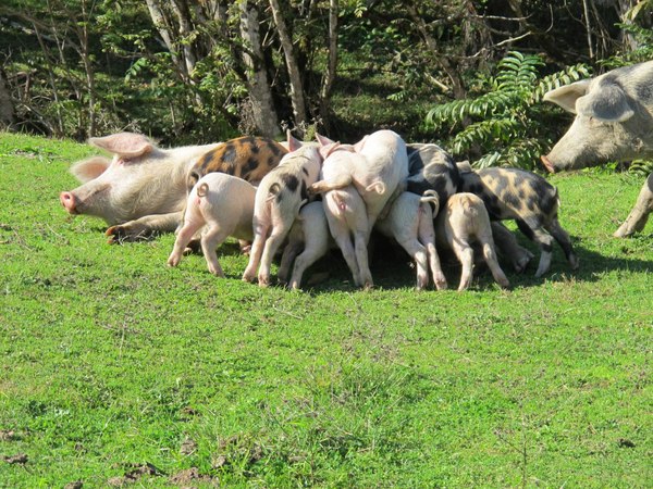 ������ ����� ��������� � �������