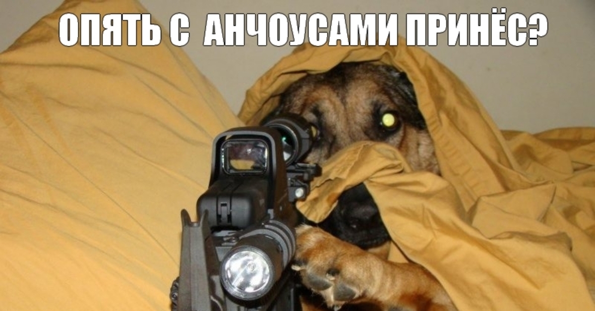 Пес с пистолетом в зубах
